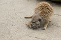 _DSC0521