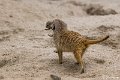 _DSC0528