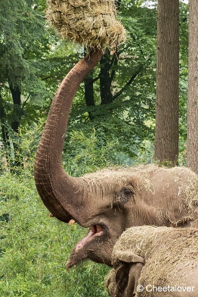 P1360813.JPG - Aziatische Olifant