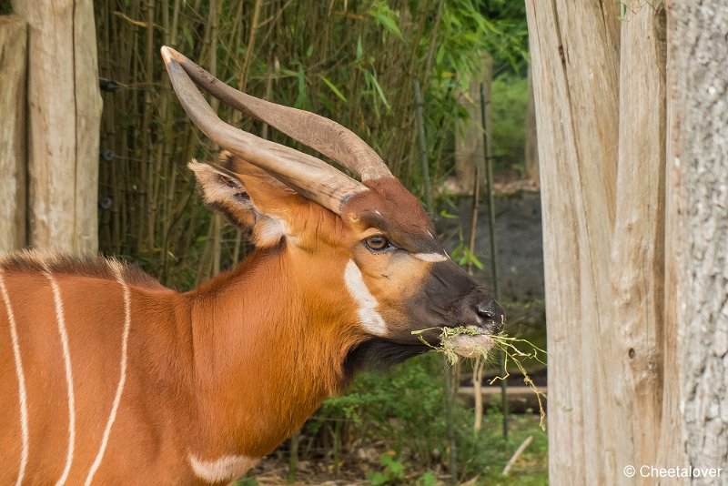 P1360821.JPG - Bongo