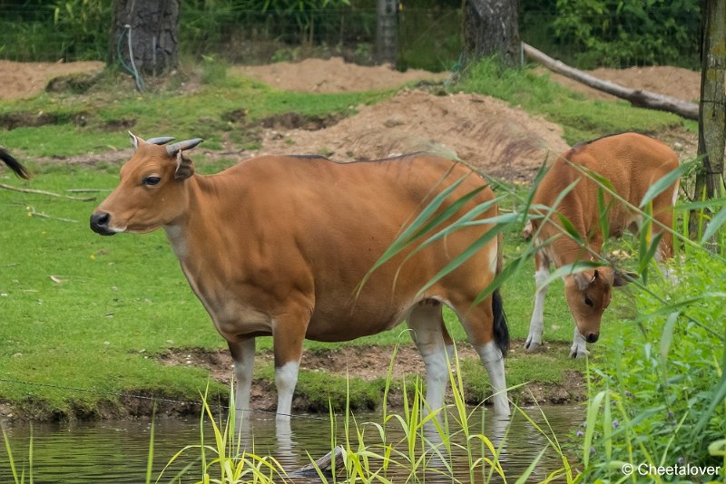 P1360851.JPG - Banteng