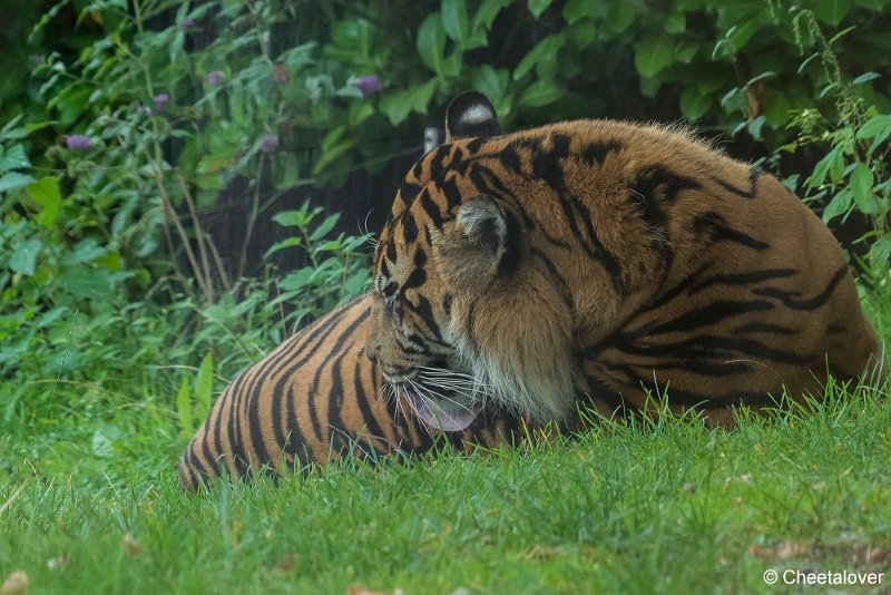 P1360875.JPG - Sumatraanse Tijger