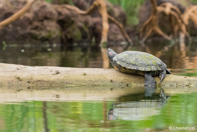 P1360887.JPG - Roodwangschildpad