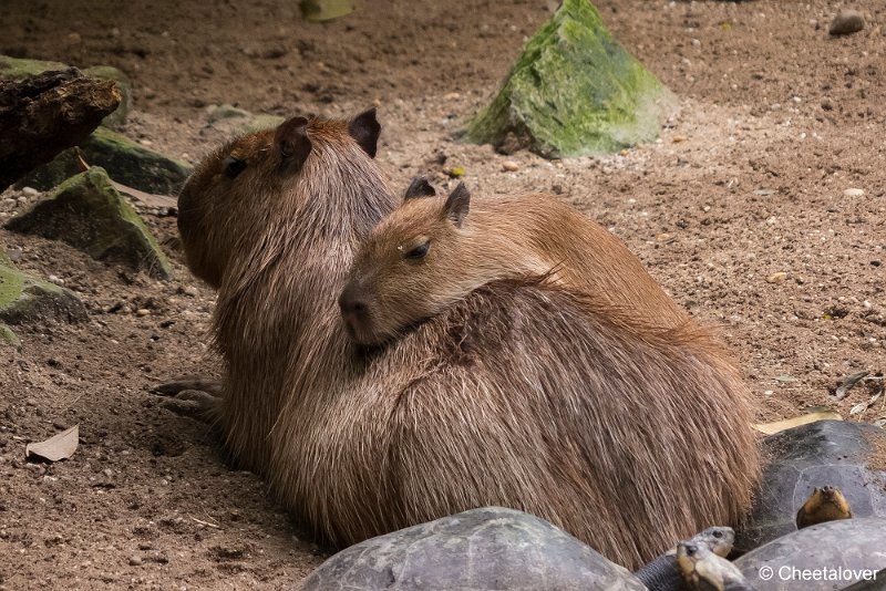 P1360935.JPG - Capibara
