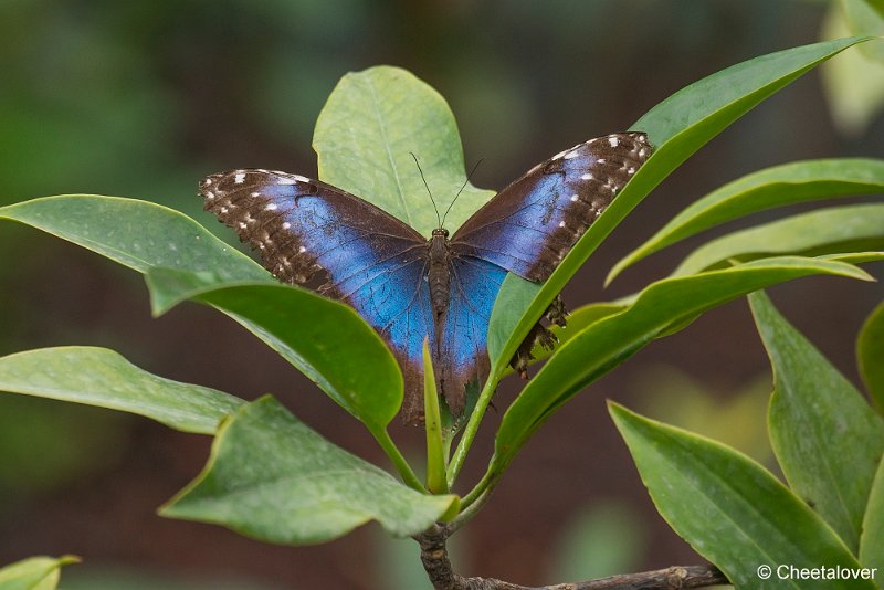 _DSC0031.JPG - Blauwe Morpho