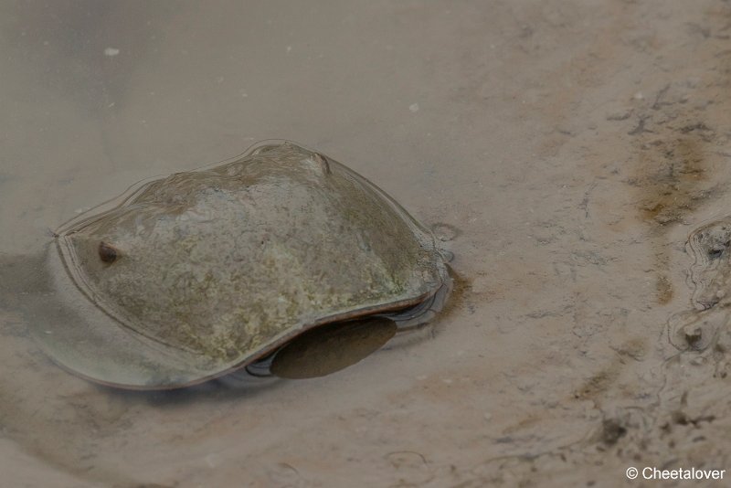 _DSC0039.JPG - Atlantische Degenkrab