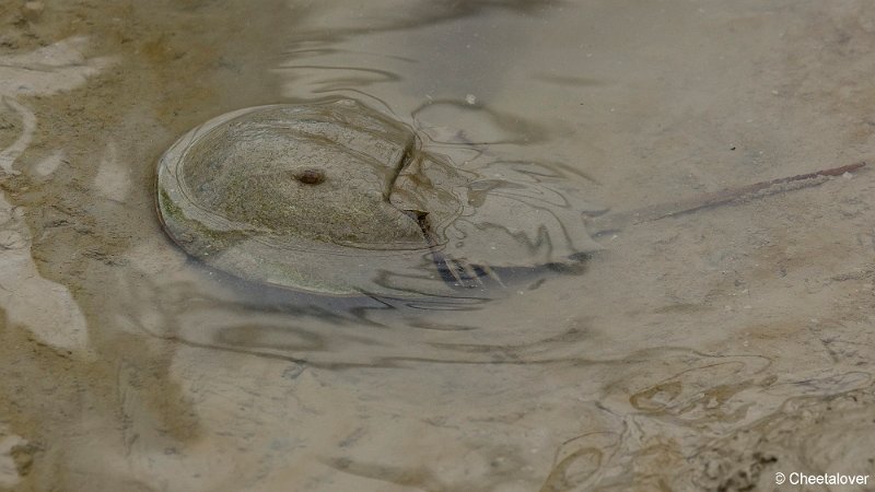 _DSC0040.JPG - Atlantische Degenkrab