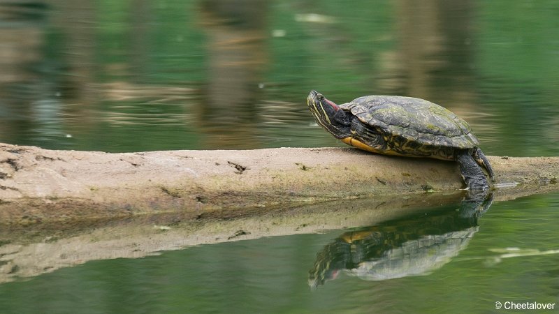 _DSC0073.JPG - Roodwangschildpad