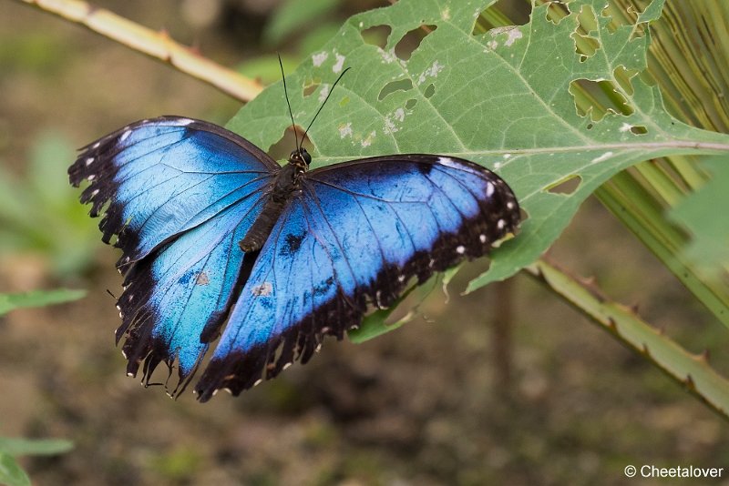 _DSC0096.JPG - Blauwe Morpho