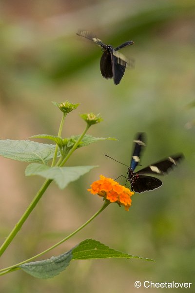 _DSC0116.JPG - Kleine Passiebloemvlinder