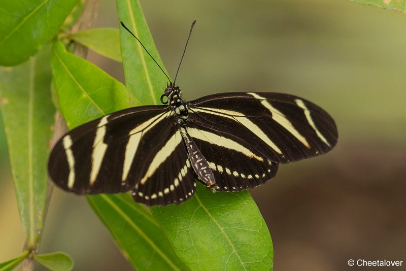 _DSC0118.JPG - Zebravlinder