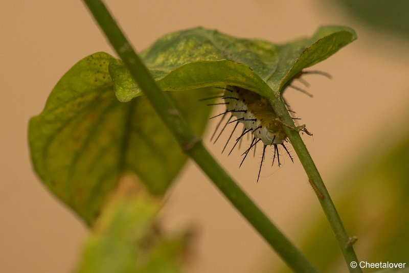 _DSC0170.JPG - Rups