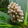 P1360920