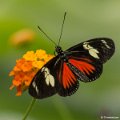 _DSC0104