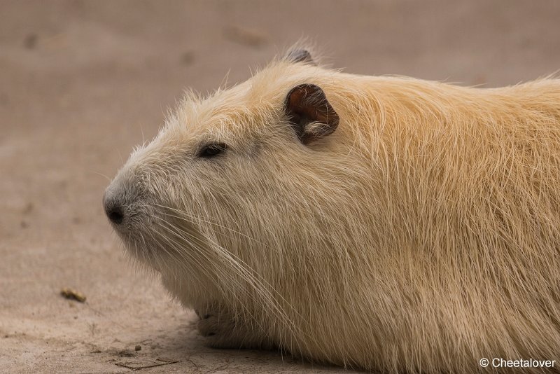 _DSC0054.JPG - Cavia