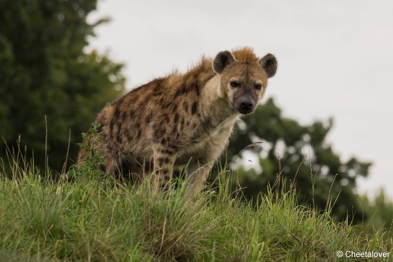 _DSC0096.JPG - Gevlekte Hyena