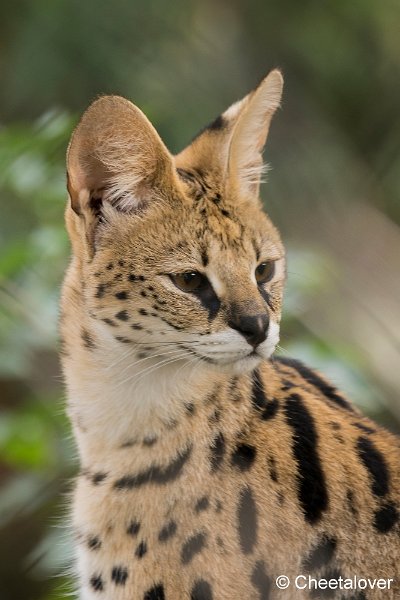 _DSC0256.JPG - Serval
