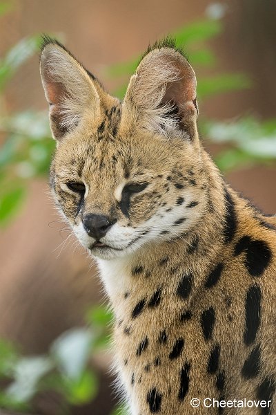 _DSC0276.JPG - Serval