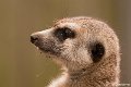 _DSC0029