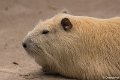 _DSC0054