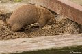 _DSC0075
