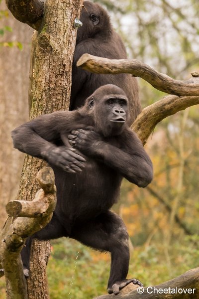 _DSC0052.JPG - Laagland Gorilla