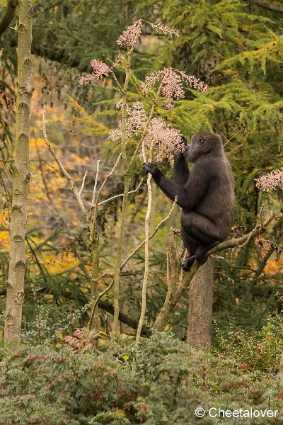 _DSC0053.JPG - Laagland Gorilla