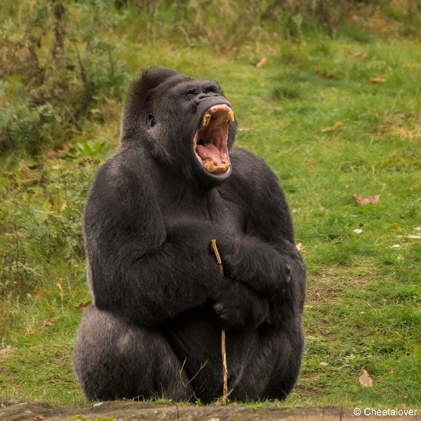 _DSC0057.JPG - Laagland Gorilla
