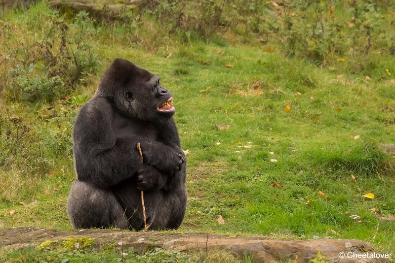 _DSC0060.JPG - Laagland Gorilla