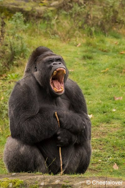 _DSC0062.JPG - Laagland Gorilla