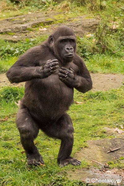_DSC0067.JPG - Laagland Gorilla