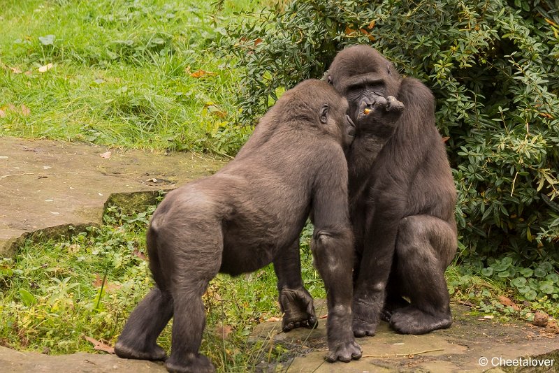 _DSC0082.JPG - Laagland Gorilla