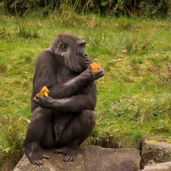 _DSC0086.JPG - Laagland Gorilla