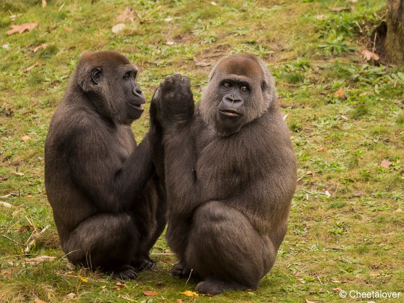 _DSC0092.JPG - Laagland Gorilla