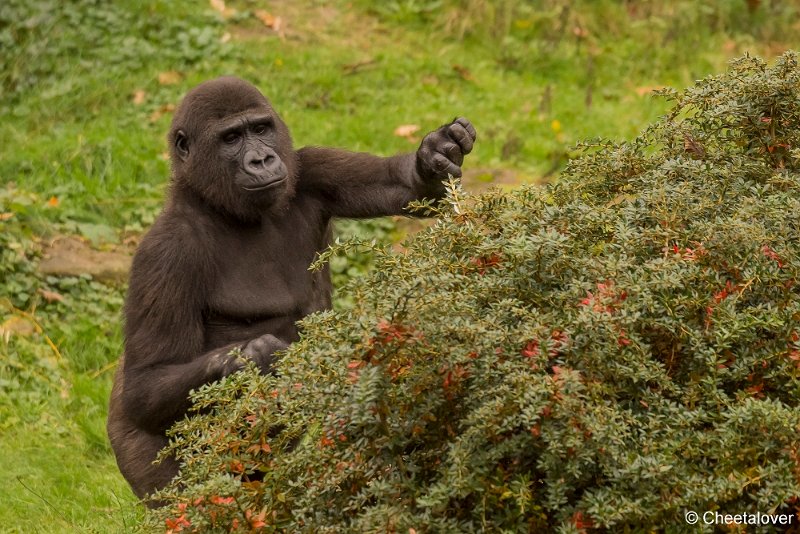 _DSC0110.JPG - Laagland Gorilla