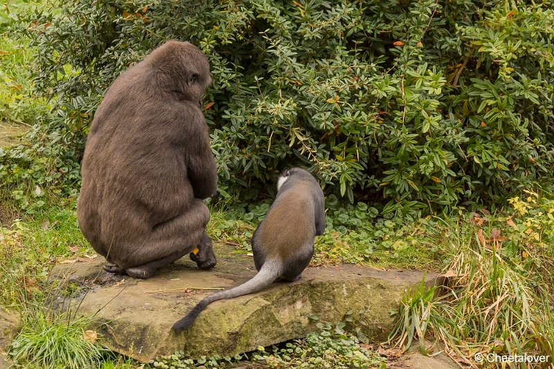 _DSC0126.JPG - Laagland Gorilla en l'Hoest Meerkat