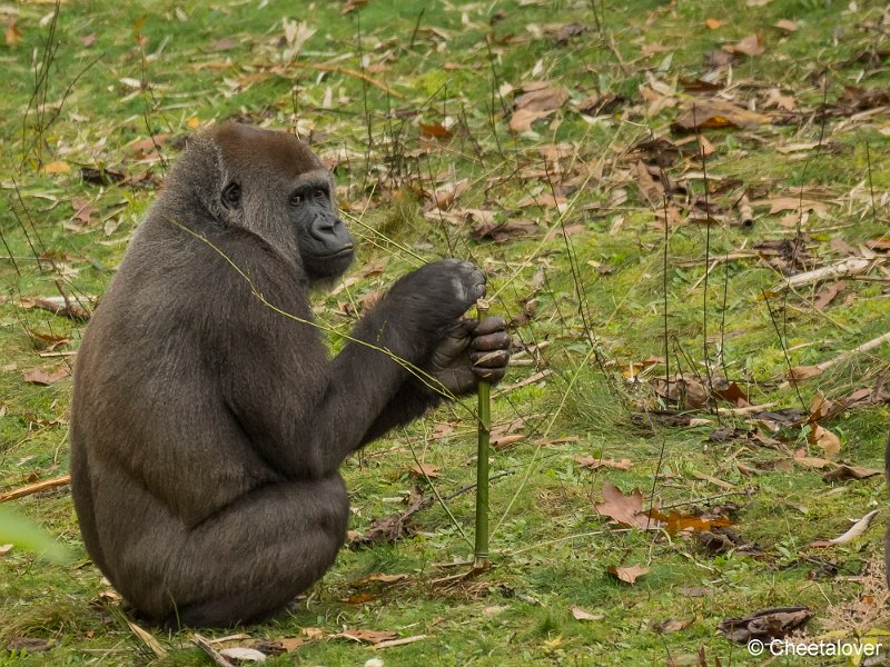 _DSC0130.JPG - Laagland Gorilla