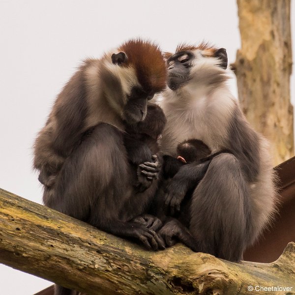 _DSC0164.JPG - Roodkruinmangabey