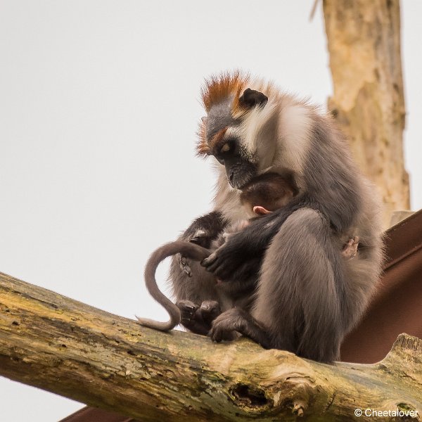 _DSC0172.JPG - Roodkruinmangabey