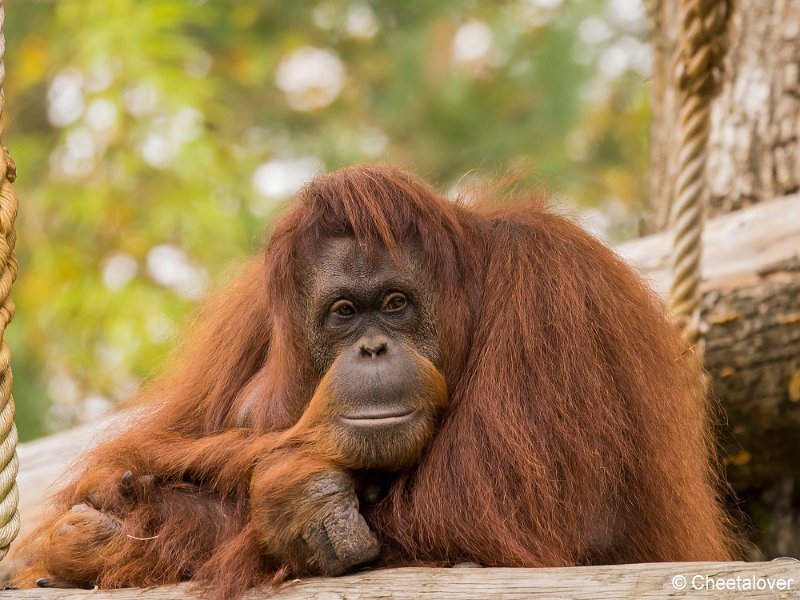 _DSC0177.JPG - Orang Oetan