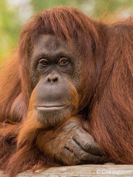 _DSC0186.JPG - Orang Oetan
