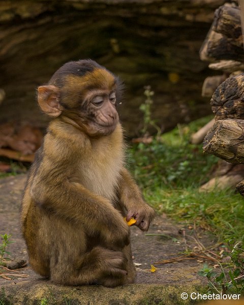 _DSC0228.JPG - Berberaap