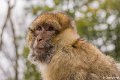 _DSC0198