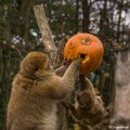 _DSC0216