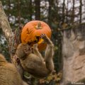 _DSC0223