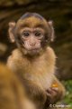 _DSC0230