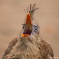 _DSC0369