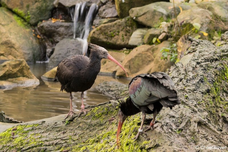 _DSC0017.JPG - Puna Ibis