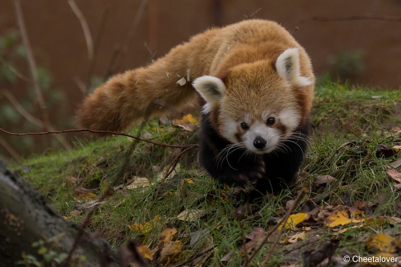 _DSC0040.JPG - Rode Panda