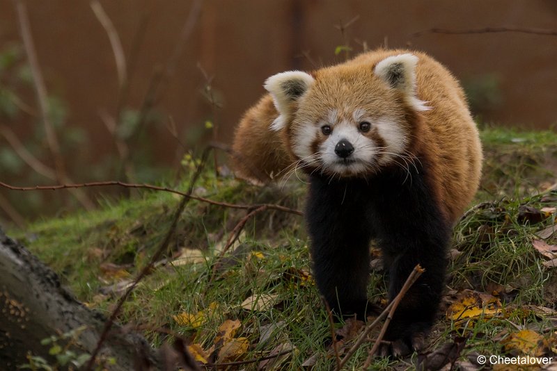_DSC0041.JPG - Rode Panda